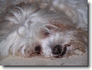 Chlupy sem, chlupy tam, co já s nimi udělám?!