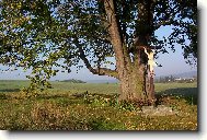 Dub královny Johanky