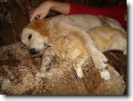 můj kamarád Piškot