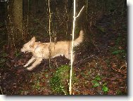 Ať žijou potůčky a kaluže