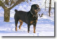 Rotvajlerka Queen (slyší i na jméno Fredy)