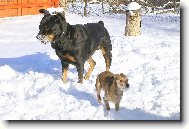 Kdo má větší sněhový vous, vyhrává.