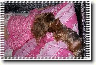 Kristýnka a Delinka