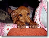 Badík čerstvě po probuzení :o)