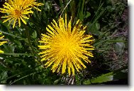 Slovenská pampeliška