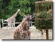 krásné oči žirafy