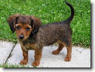 ..táta s mámou jezevčíci a co budu já?