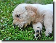 Romantické štěňátko