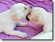 Neposedné sestřičky