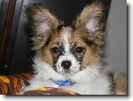 Allain Čajový lístek