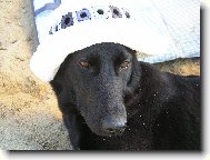 Opalující se madam