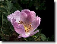 Šípková Růženka