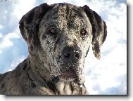 Jmenuji se " IGOR HNÍZDO"