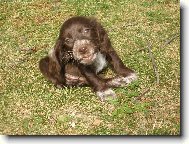 Anglický Kokršpaněl