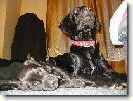 matka se štěníkem