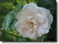 detail bílé růže