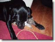 Labradorka Eliška a její nápadník Jimmy