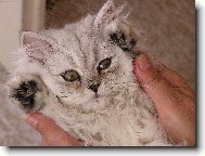 Spokojený mazlíček