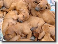 Tulení štěňátek