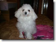 mám MP3 přehrávač