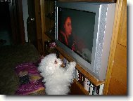 dívám se na televizi