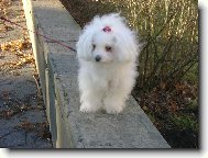 ráda chodím po zídce