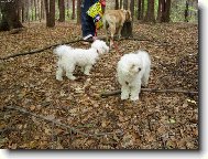 Jesinčina druhá smečka