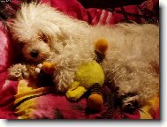 spím s plyšáčkem