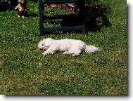 odpočívám jako pes