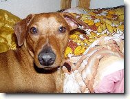 Křiženec něm.pinče a jezevčíka.Benny leží