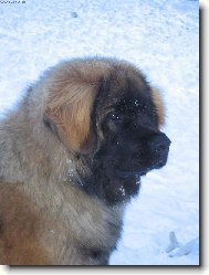 Artuš Quin. Galaxy Oss