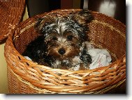 Pohoda v prádelním koši