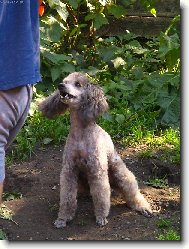 rád se v trávě válím