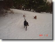 Pořádná pinčí sněhová honička