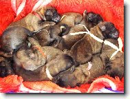 Ošatka leonbergerů