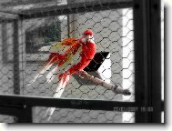 Rozela pestrá-rubíno