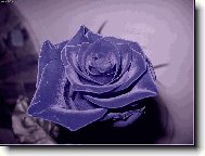 tak vypadá lásková růže