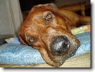 utahanej z procházky