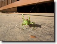 co ty antny,slab signl?