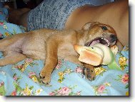 Koukni jaké mám zoubky.