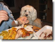 Kuřátko, to já rád!!!