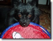 zlatíčko Fany a její nejmilejší aportek