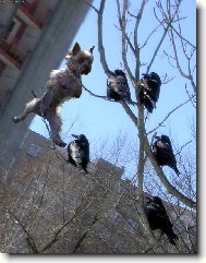 To koukáš havrane...