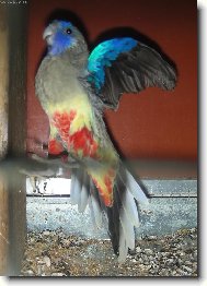 Papoušek rudobřichý