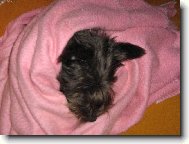 Dobrou noc, nerušit!