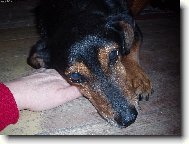 JEZEVČÍK mezi námi