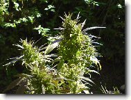 kudy roste tam léčí