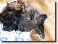 Sladký spánek po snídani