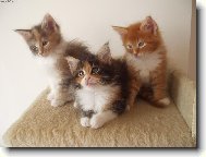 Koťata z chov. stanice Spring Garden,CZ