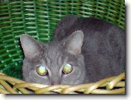 komu se nelení,tomu se zelení